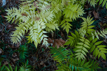 green leafs and nature in the morning