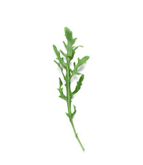 Fototapeta premium Green arugula leaf on white background