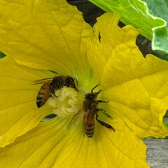 Two bees pollinating a vibrant yellow flower