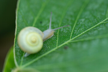 カタツムリ