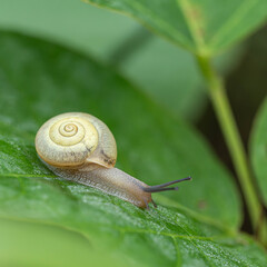 カタツムリ