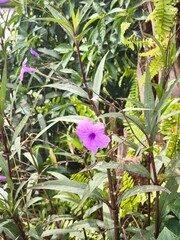Discover the vibrant beauty of nature with this stunning group of purple flowers. These herbaceous plants thrive outdoors, adding a splash of color to any garden.