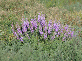 Fototapeta premium Wild Dotted Blazing Star Blooming in the Summer Prairie of Colorado