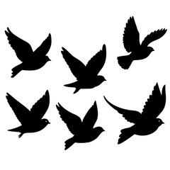 Obraz premium silhouettes of birds