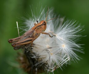 grasshopper on a leaf
