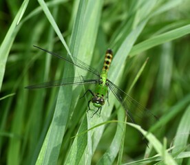 Green dragonfly on grass