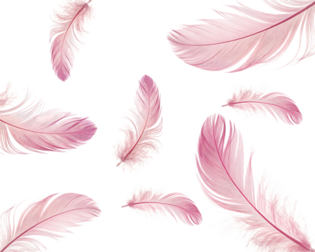 set of flying pink feathers on transparent background.