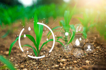 IOT smart farmer concept, Modern technology for sustainable practices, wiht intelligent AI digital farm to control planting. Precision agriculture, Climate monitoring, Farm management system.