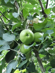 apple on tree