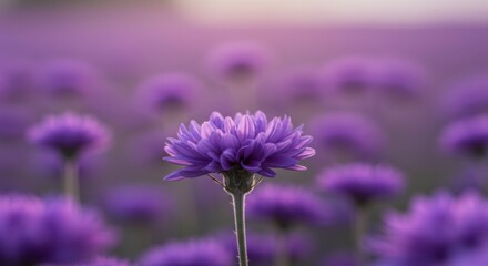 A single purple flower stands out amongst a field of similar blooms at sunset, its vibrant color contrasting with the soft background
