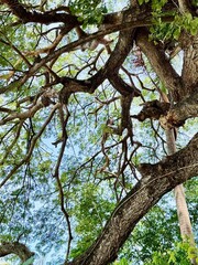 tree in the park