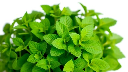 Vibrant Green Mint Plant Leaves – Fresh Peppermint Foliage