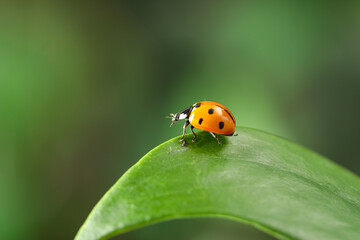 Fototapeta premium Green leaf with cute small ladybug on blurred background outdoors, closeup