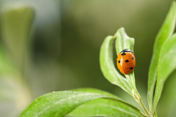 Green plant with cute small ladybug on blurred background outdoors, closeup
