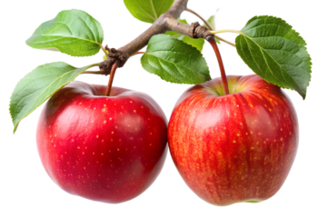 Two ripe red apples hang from a leafy branch, showcasing their fresh, natural beauty isolated on transparent background