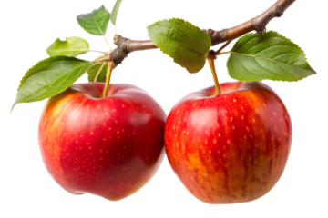 Two ripe red apples hang from a leafy branch, showcasing their fresh, natural beauty isolated on transparent background