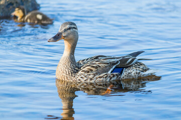 A wild duck (female) swims in the clear water of a large lake.