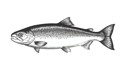 Hand drawn salmon fish, Fish Anatomy Illustration – Detailed Black and White Drawing of Streamlined Marine Animal