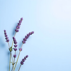 Naklejka premium Sunlit Lavender Sprigs Casting Soft Violet Shadows on Blue&nbsp;Background