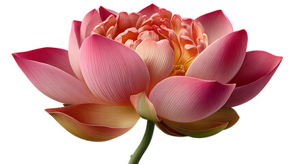 Pink lotus flower with water droplets isolated on transparent background