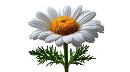 Fototapeta premium White daisy flower with green stem and leaves isolated on transparent background