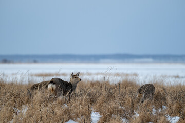野付半島の冬草原にたたずむメスのエゾシカ / A Female Ezo Deer in the Snowy Grassland of Notsuke Peninsula  
