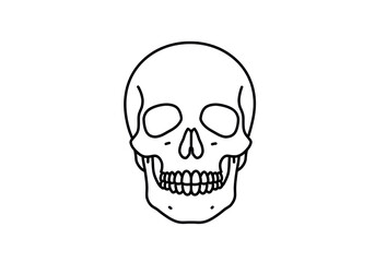 Detailed illustration of a human skull, centered on a plain background, ideal for educational use