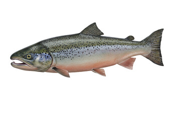 Obraz premium Realistic depiction of a salmon fish swimming in clear water, showcasing its vibrant colors and natural habitat