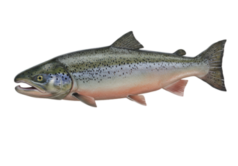 Realistic depiction of a salmon fish swimming in clear water, showcasing its vibrant colors and natural habitat