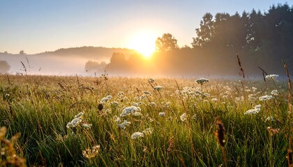 Foggy sunrise over meadow