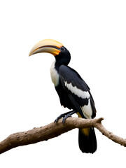 Black Casqued Hornbill isolated on white