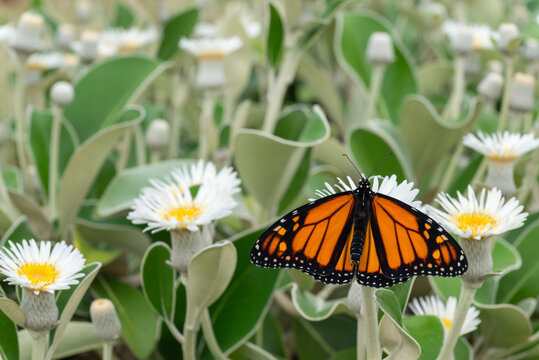 monarch butterfly feeding on marlborough rock daisy flowers with blurred background and copy space