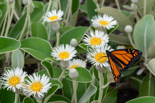 marlborough rock daisy flowers in bloom with monarch butterfly feeding on nectar