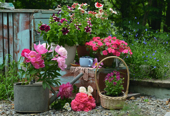 Vintage still life with beautiful flowers of peony in the watering can with petunia and pansy, cup of berry outside in the garden. Summer botanical and farming background with gardening objects