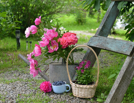 Vintage garden still life with beautiful flowers of peony in watering can, pansy in the basket and cup of honeysuckle berry by the garden ladder. Spring and summer botanical and farming background