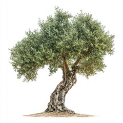 A olive tree nature background isolated.