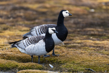 Wild pair of Barnacle Geese (Branta leucopsis) in the arctic of Svalbard, Norway