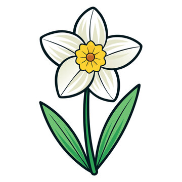 Elegant paperwhite narcissus flower illustration with botanical details