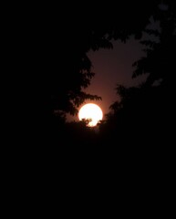 High contrast low-key lighting, strong moody style depicting a sunset through a dense jungle canopy, deep shadows, dramatic effect, chiaroscuro technique.