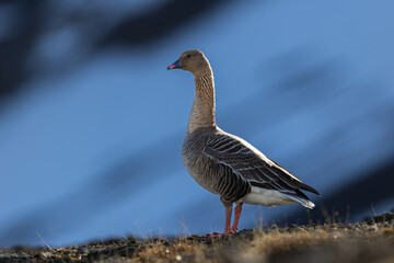 Wild Pink-Footed Goose (anser brachyrhynchus) in Svalbard, Norway