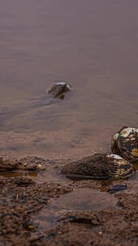 Vertical View Of Sea Clams In Muddy Swamps After Low Tide. Timelapse