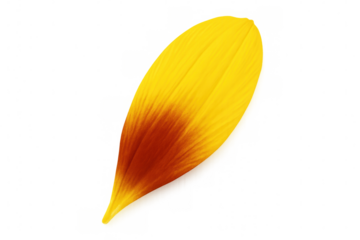 Single yellow and red petal with transparent background