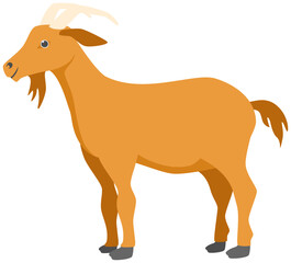 goat on white background
