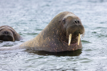 Proud Walrus (odobenus rosmarus) in the arctic of Svalbard, Norway