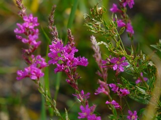 Fototapeta premium purple flowers in the garden