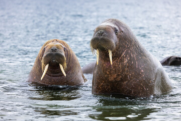Group of young Walrus (odobenus rosmarus) in the arctic of Svalbard, Norway