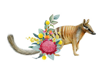 Numbat with floral decor hand drawn watercolor realistic illustration on white background. Australian anteater native endemic marsupial mammal with Australia wildflowers native flora decoration