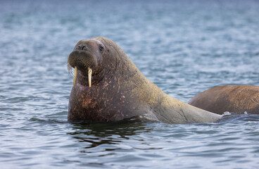 Naklejka premium Proud Walrus (odobenus rosmarus) in the arctic of Svalbard, Norway