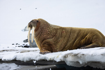 Female Walrus Odobenus Rosmarus Ice