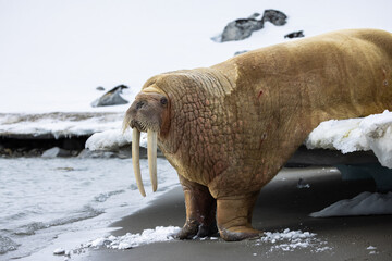 Female Walrus (odobenus rosmarus) drooping off an ice shelf in the arctic of Svalbard, Norway